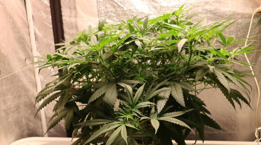 Chocobang fem. Week 8