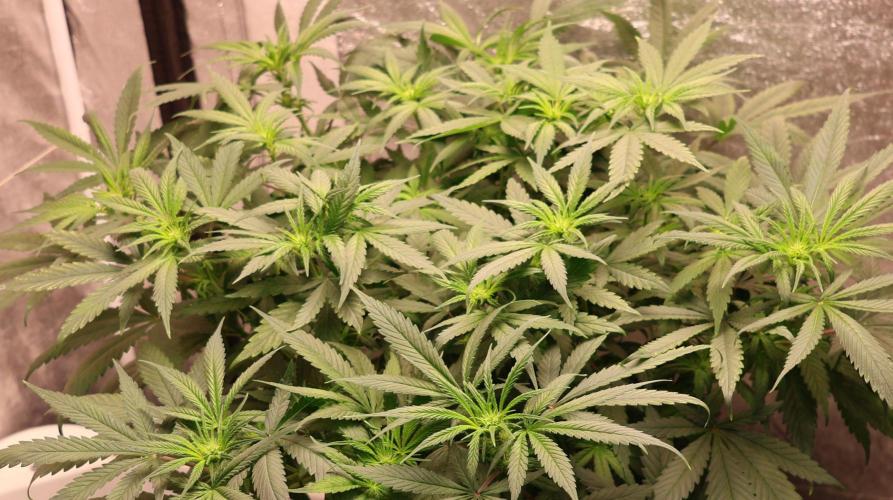 Chocobang fem. Week 8