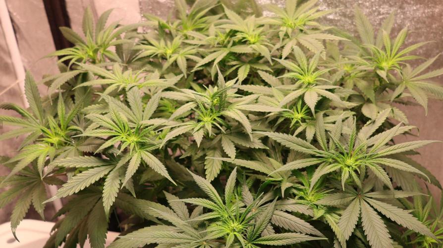 Chocobang fem. Week 8