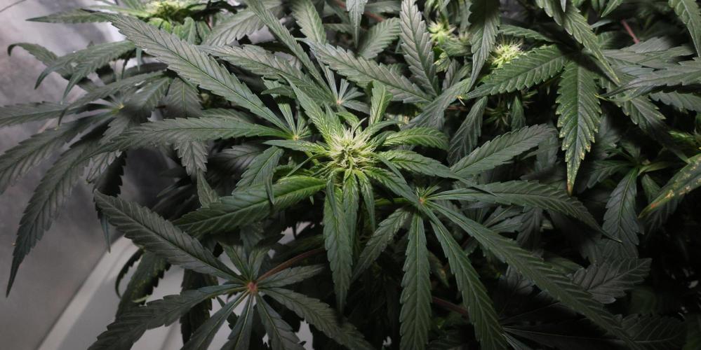 Chocobang fem. Week 9
