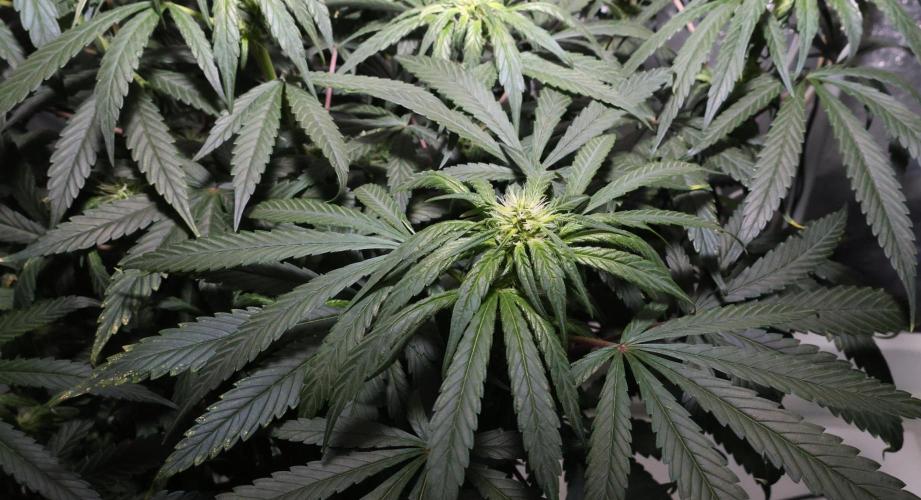 Chocobang fem. Week 9
