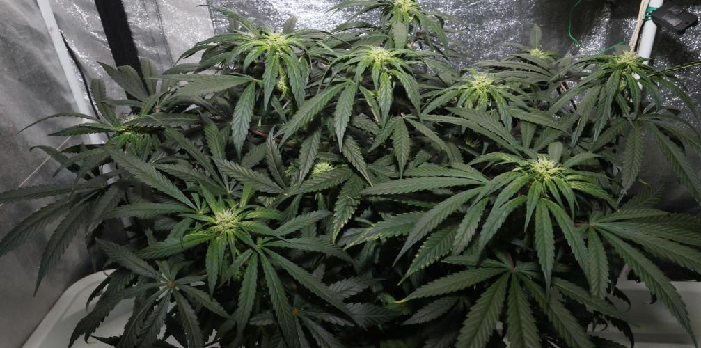 Chocobang fem. Week 9