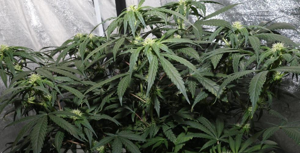 Chocobang fem. Week 9