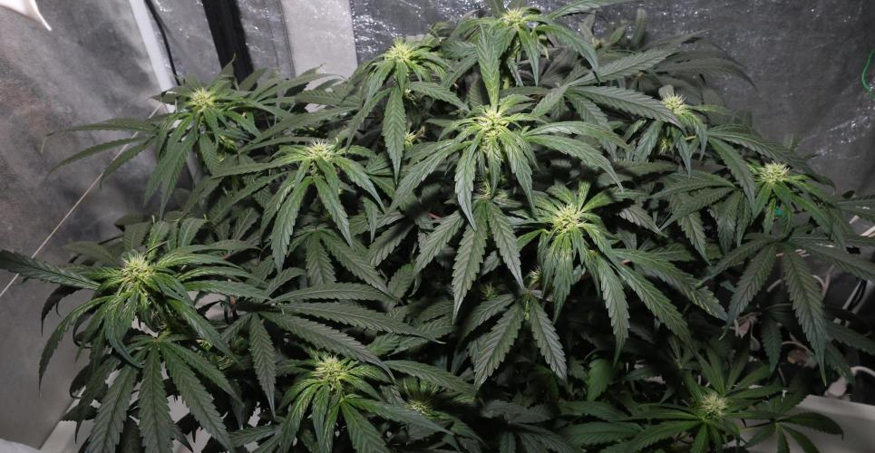 Chocobang fem. Week 9