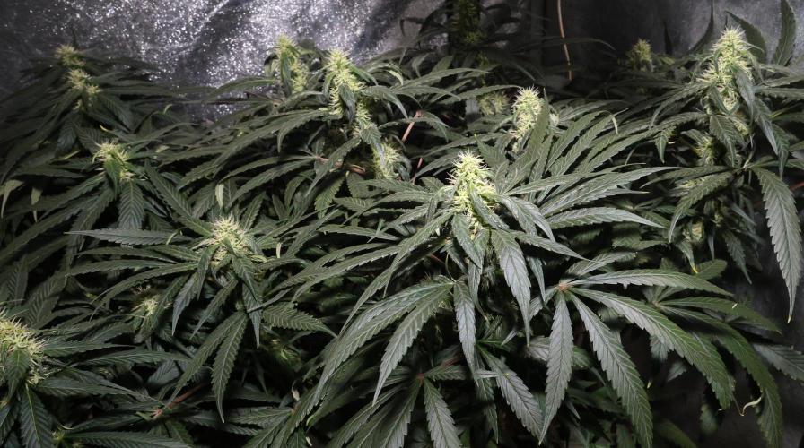 Chocobang fem. Week 10