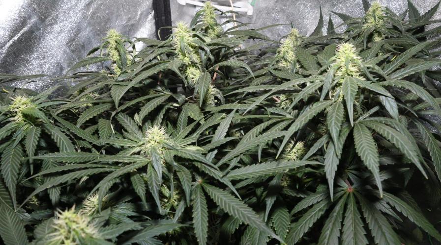 Chocobang fem. Week 10