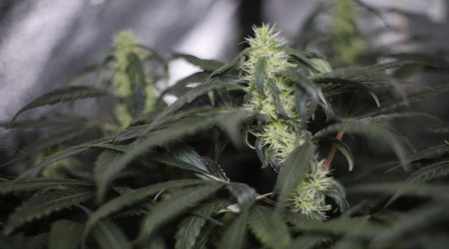 Chocobang fem. Week 10