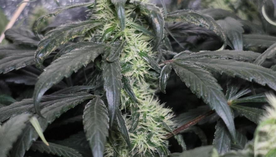 Chocobang fem. Week 11