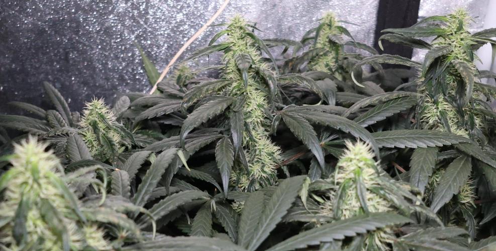 Chocobang fem. Week 11