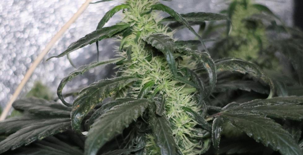 Chocobang fem. Week 11