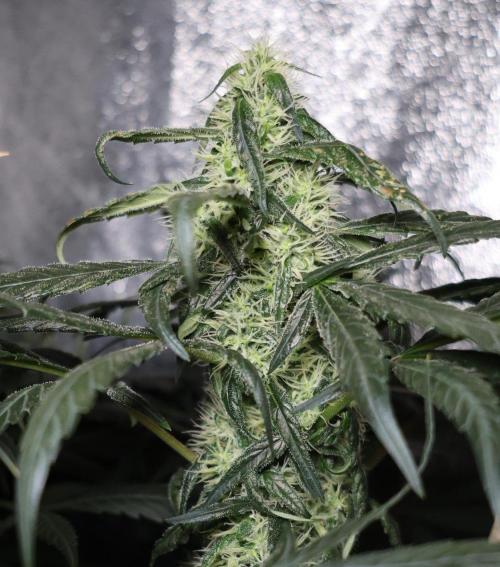 Chocobang fem. Week 11