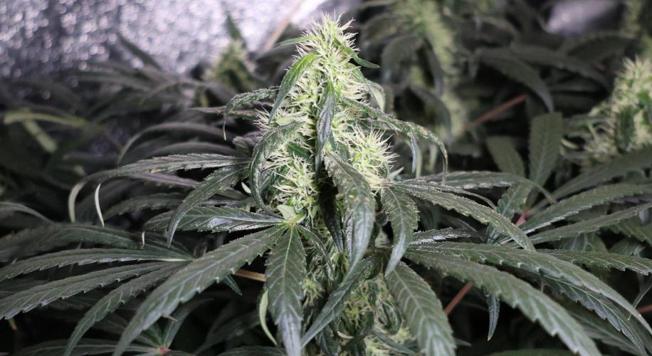 Chocobang fem. Week 11