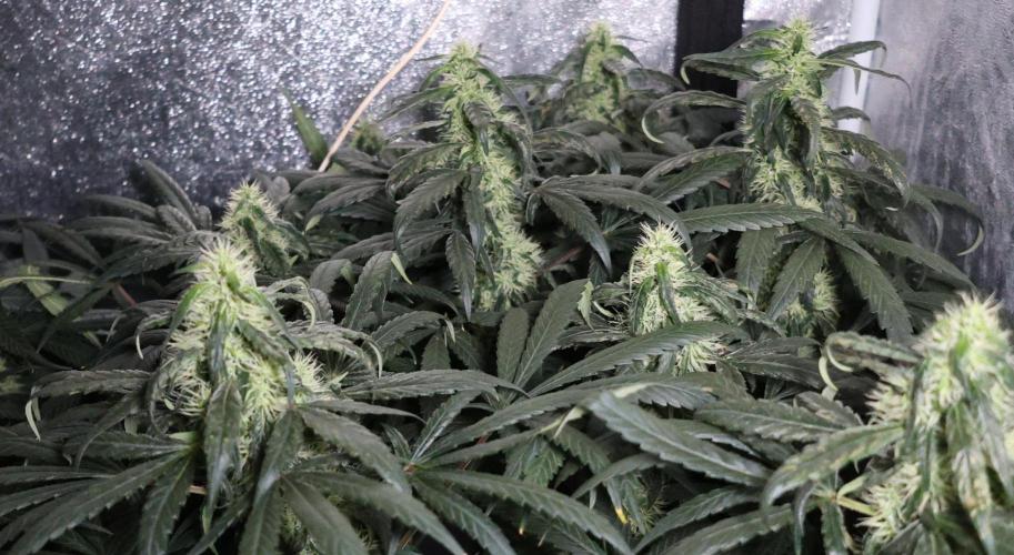 Chocobang fem. Week 11