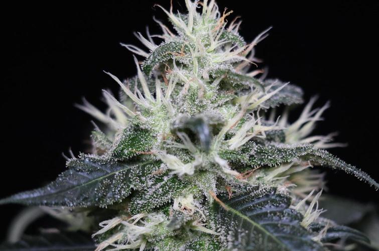 Kees Old School Haze Regular. Week 11