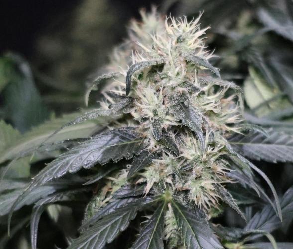 Kees Old School Haze Regular. Week 11