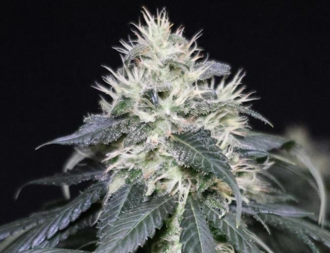 Kees Old School Haze Regular. Week 11