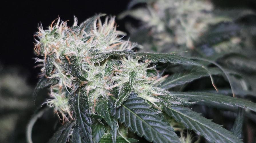 Kees Old School Haze Regular. Week 11