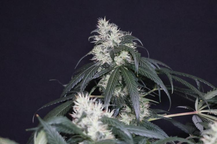Kees Old School Haze Regular. Week 11