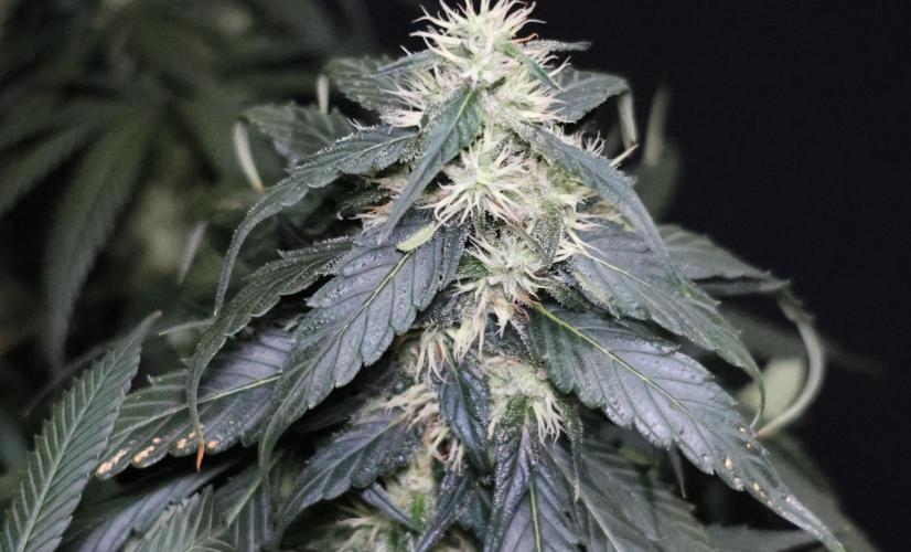 Kees Old School Haze Regular. Week 11