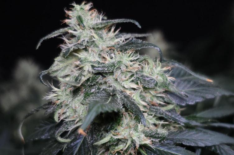 Kees Old School Haze Regular. Week 11