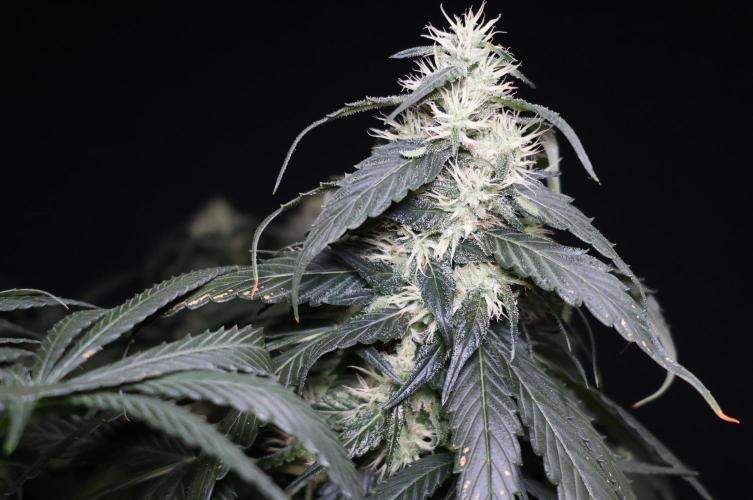 Kees Old School Haze Regular. Week 11