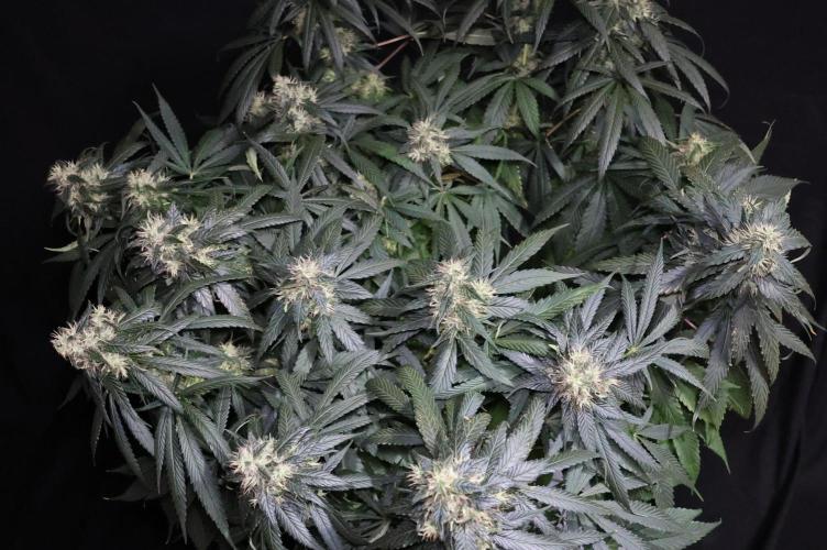 Kees Old School Haze Regular. Week 11