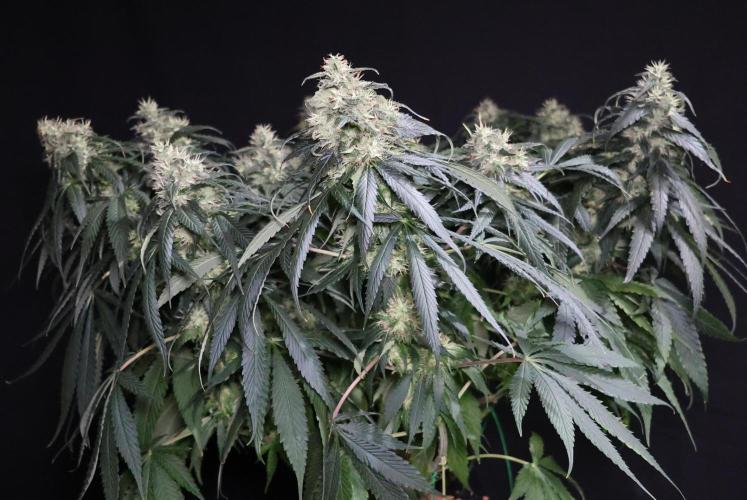 Kees Old School Haze Regular. Week 11