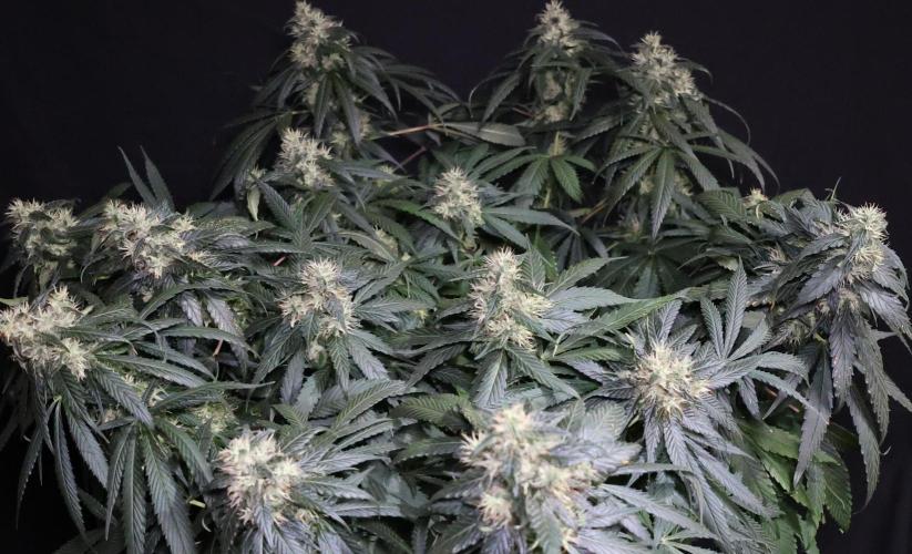 Kees Old School Haze Regular. Week 11