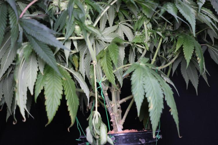 Kees Old School Haze Regular. Week 11