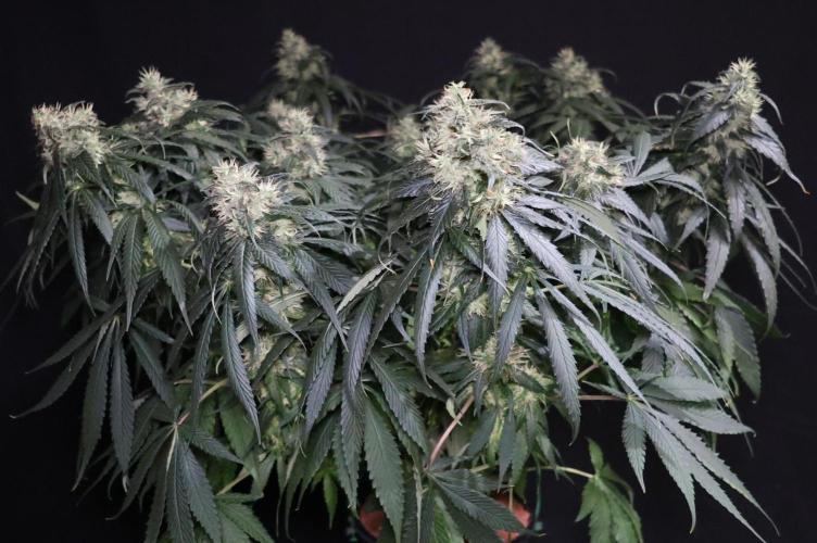 Kees Old School Haze Regular. Week 11