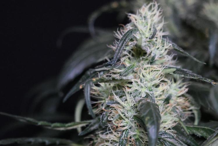 Chocobang fem. Week 12