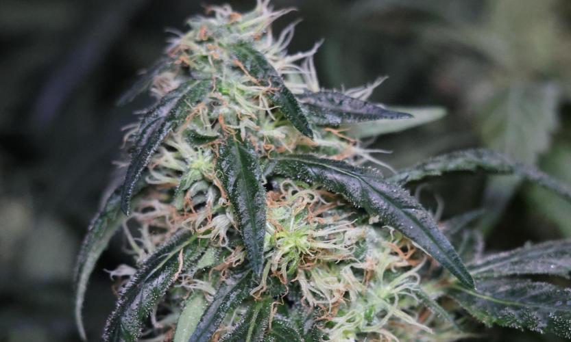 Chocobang fem. Week 12