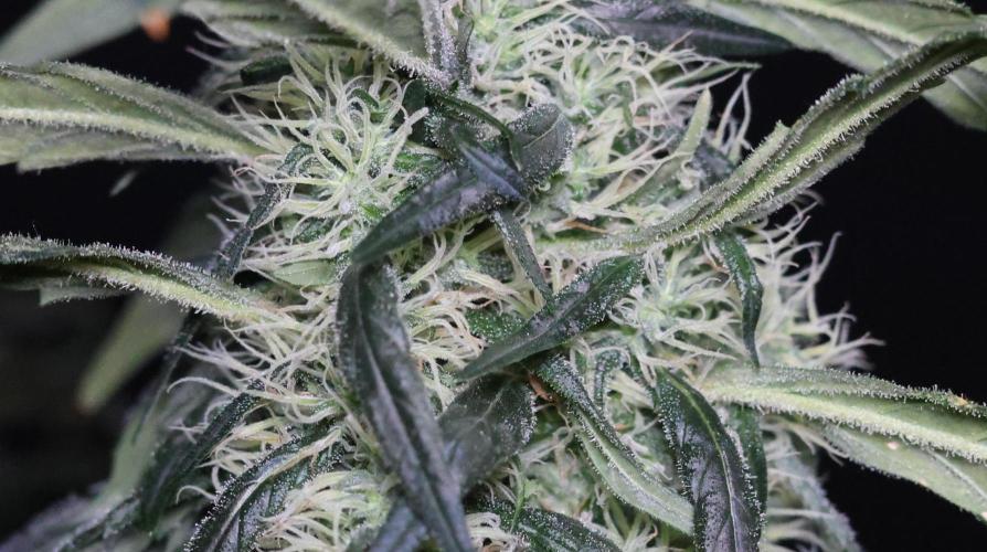 Chocobang fem. Week 12