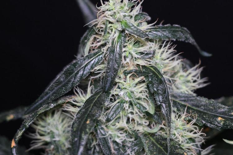 Chocobang fem. Week 12