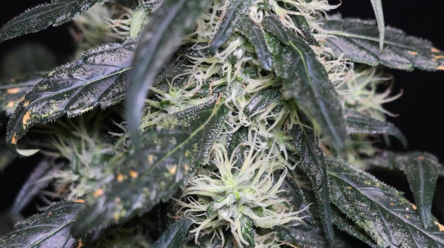 Chocobang fem. Week 12