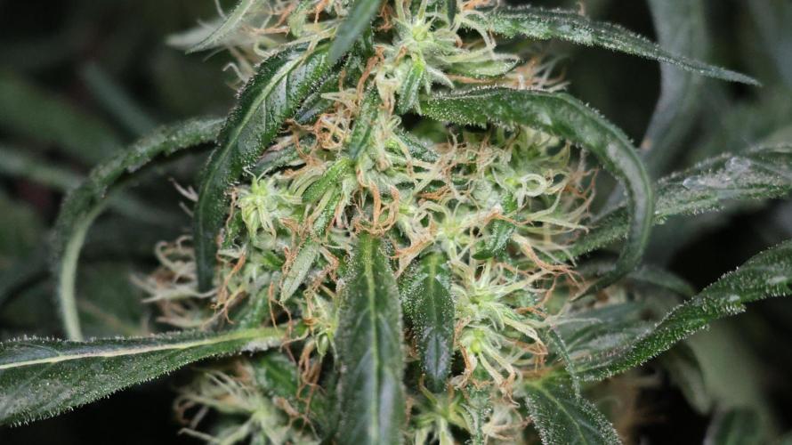 Chocobang fem. Week 12