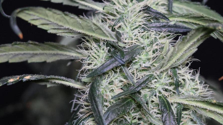 Chocobang fem. Week 12