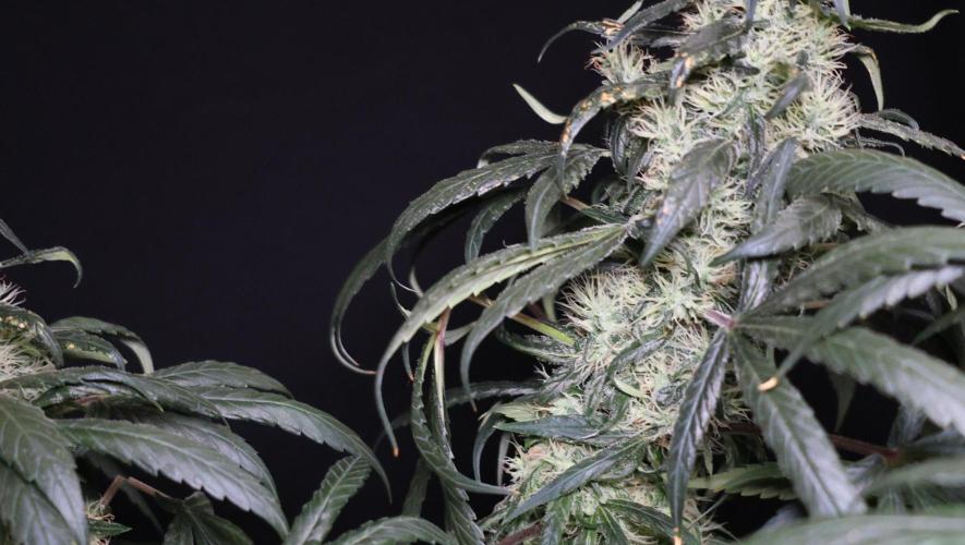 Chocobang fem. Week 12