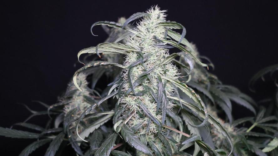 Chocobang fem. Week 12
