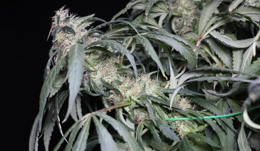 Chocobang fem. Week 12