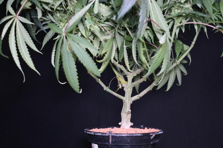 Chocobang fem. Week 12