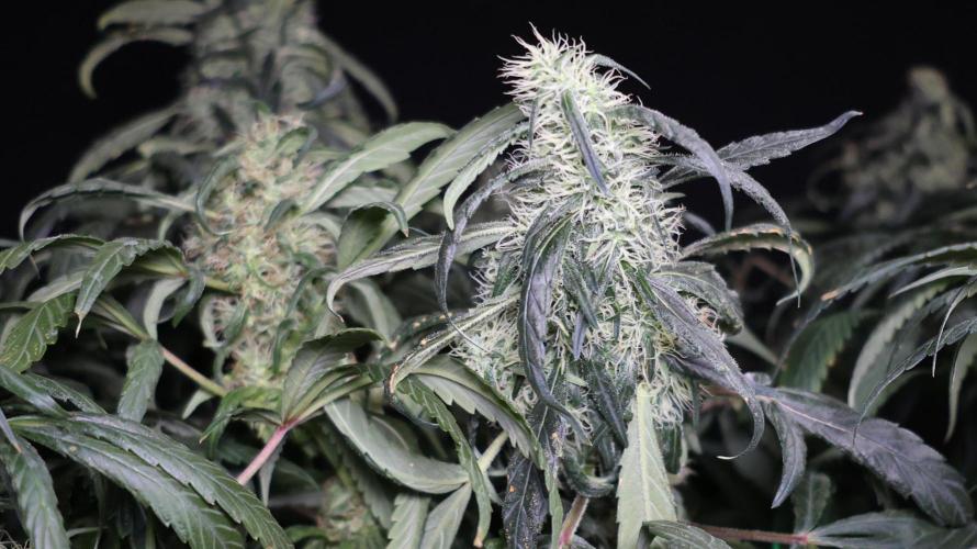 Chocobang fem. Week 12