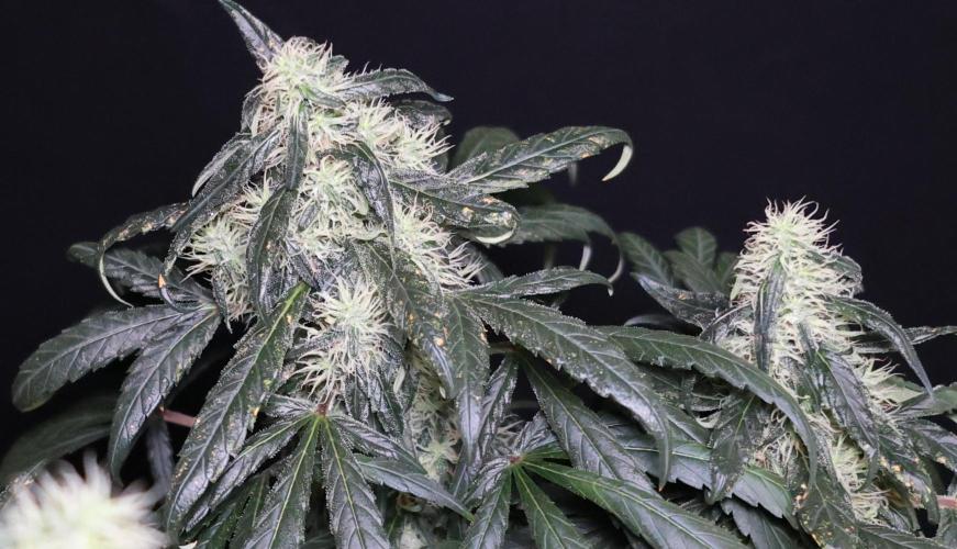 Chocobang fem. Week 12