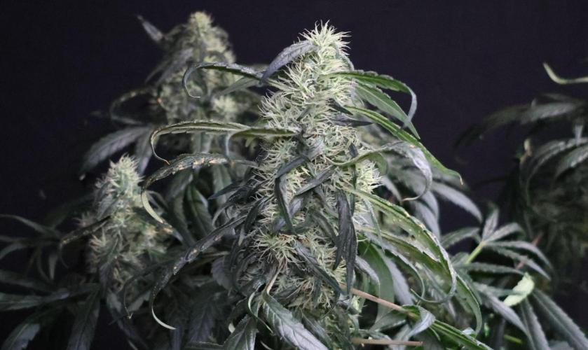 Chocobang fem. Week 12