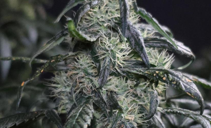 Chocobang fem. Week 12