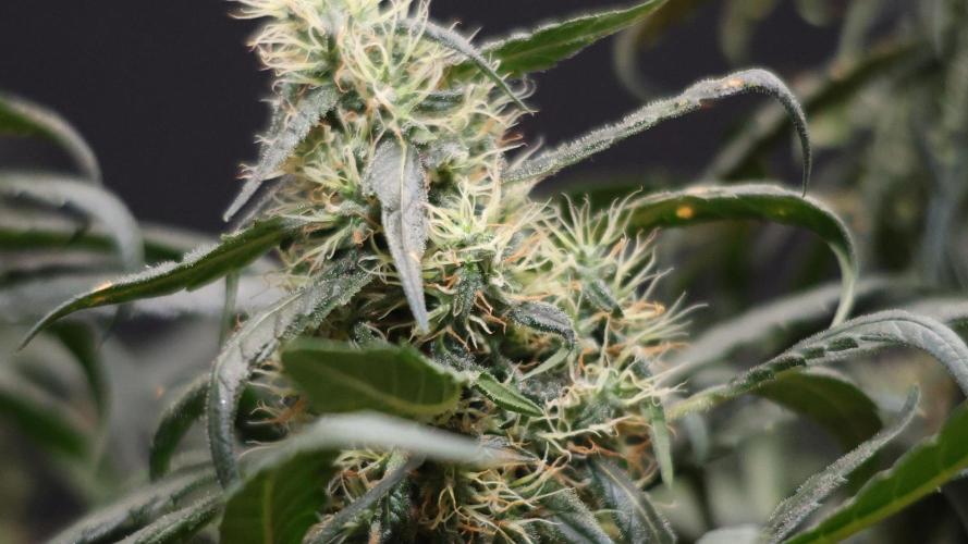 Chocobang fem. Week 12