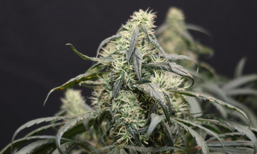 Chocobang fem. Week 12