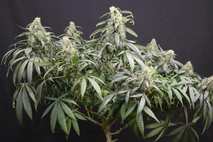 Chocobang fem. Week 12