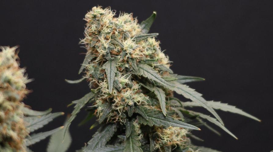 Grandmommy Purple. Week 12