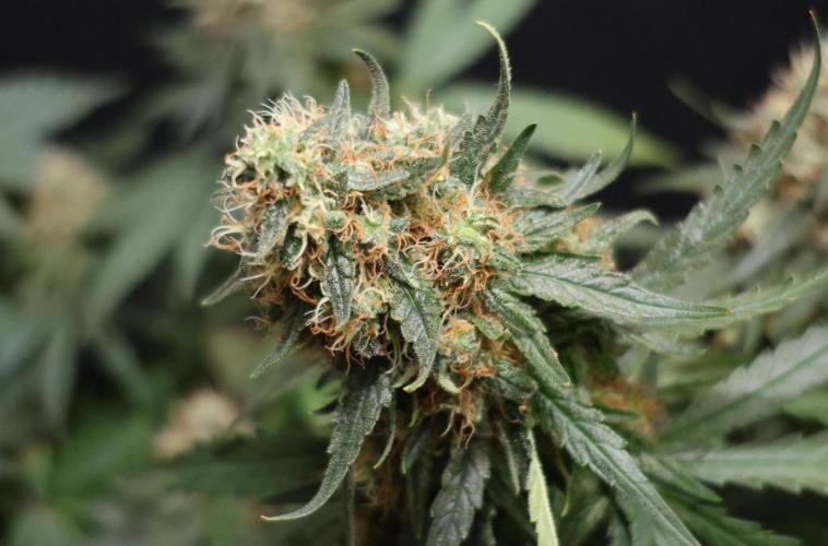 Grandmommy Purple. Week 12